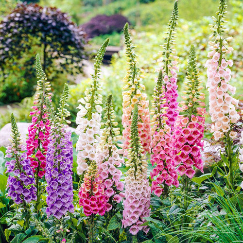 Дигиталис Микс / Digitalis purpurea