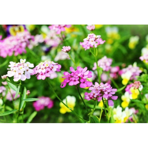 Иберис Микс / Iberis umbellata