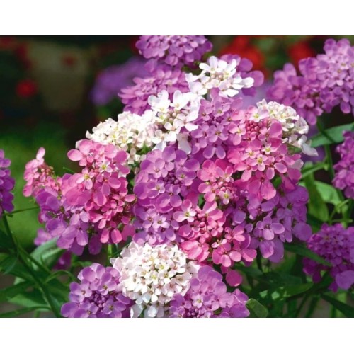 Иберис Микс / Iberis umbellata