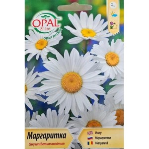 Маргаритка / Chrysanthemum maximum