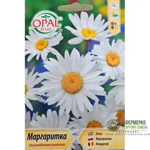 Маргаритка / Chrysanthemum maximum