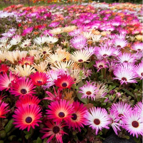 Месембриантемум / Mesembryanthemum criniflorum