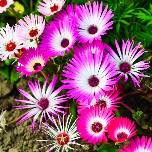 Месембриантемум / Mesembryanthemum criniflorum