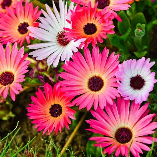 Месембриантемум / Mesembryanthemum criniflorum