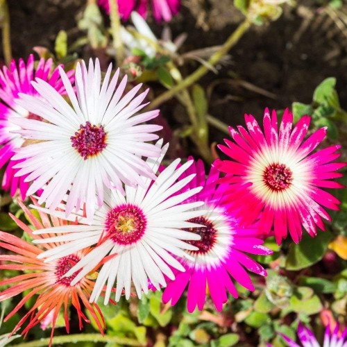 Месембриантемум / Mesembryanthemum criniflorum