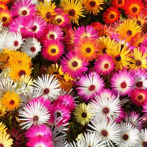 Месембриантемум / Mesembryanthemum criniflorum