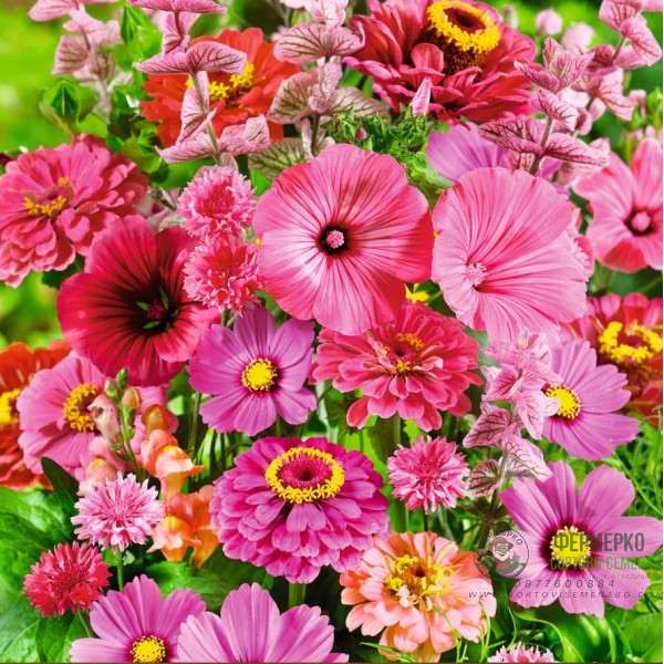 Микс Летни цветя розови