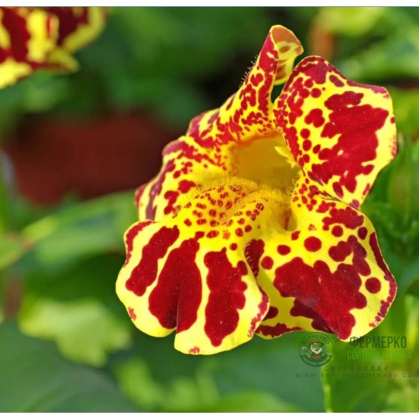 Мимулус Mimulus tigrinus