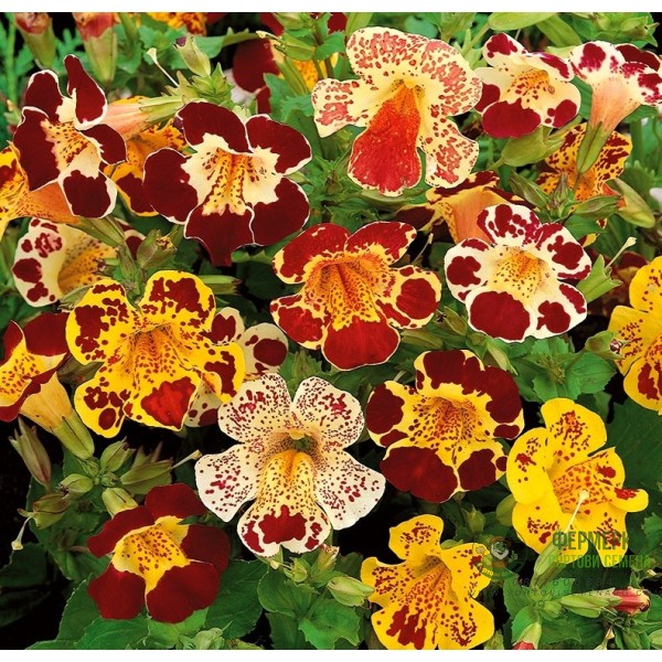 Мимулус Mimulus tigrinus