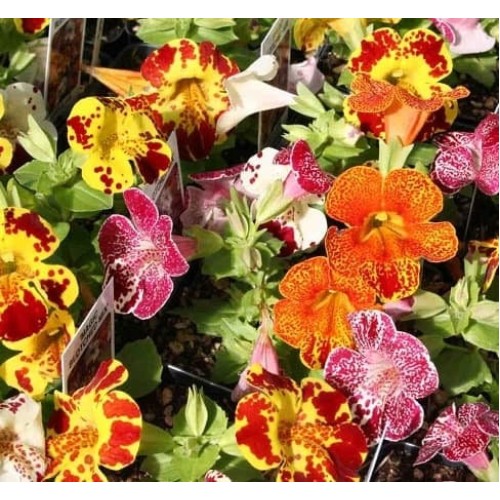 Мимулус / Mimulus tigrinus