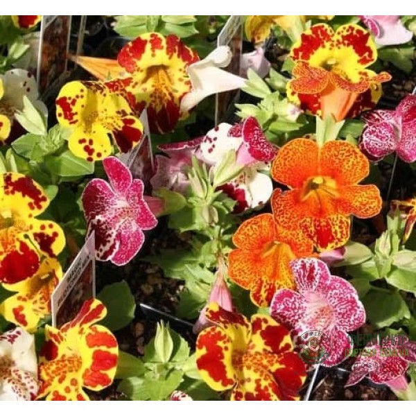 Мимулус Mimulus tigrinus