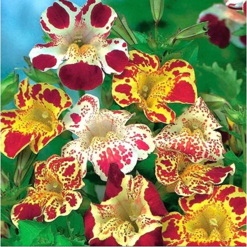 Мимулус / Mimulus tigrinus