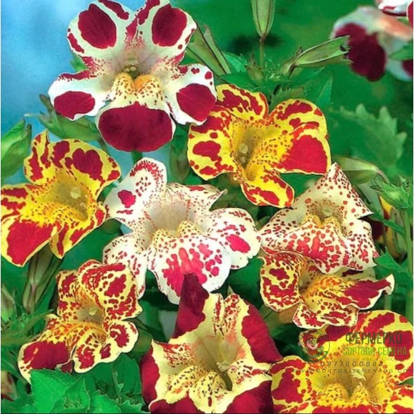 Мимулус Mimulus tigrinus