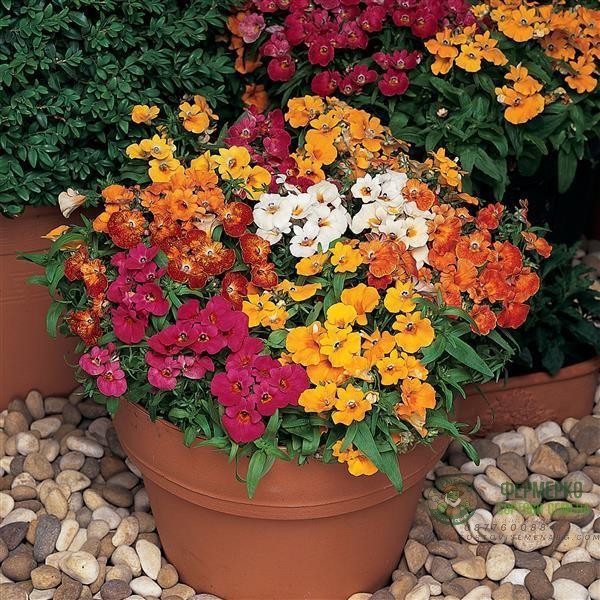 Немезия Nemesia strumosa