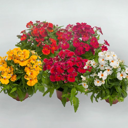 Немезия / Nemesia strumosa