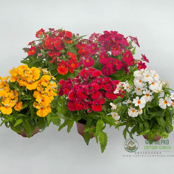 Немезия Nemesia strumosa