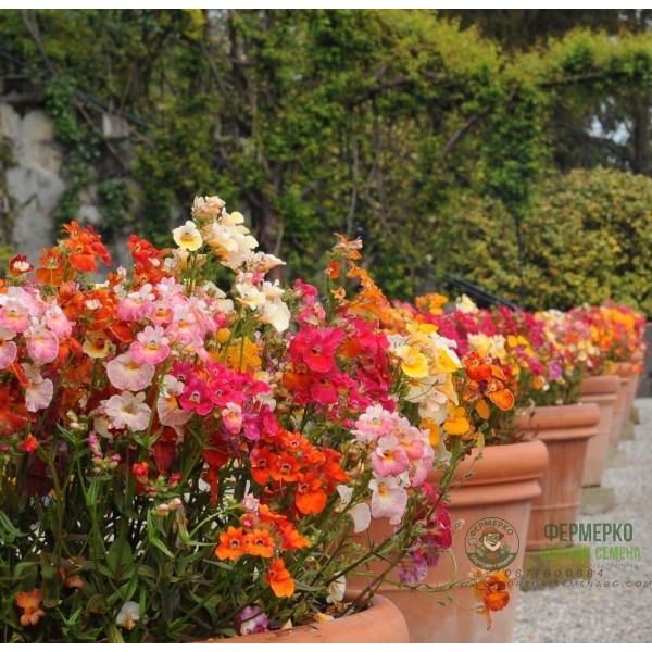 Немезия Nemesia strumosa