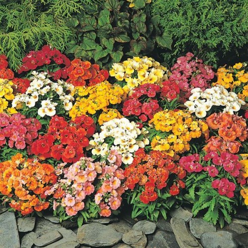 Немезия / Nemesia strumosa