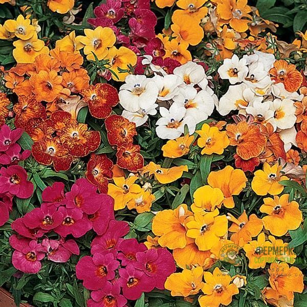 Немезия Nemesia strumosa