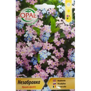 Незабравка / Myosotis alpestris