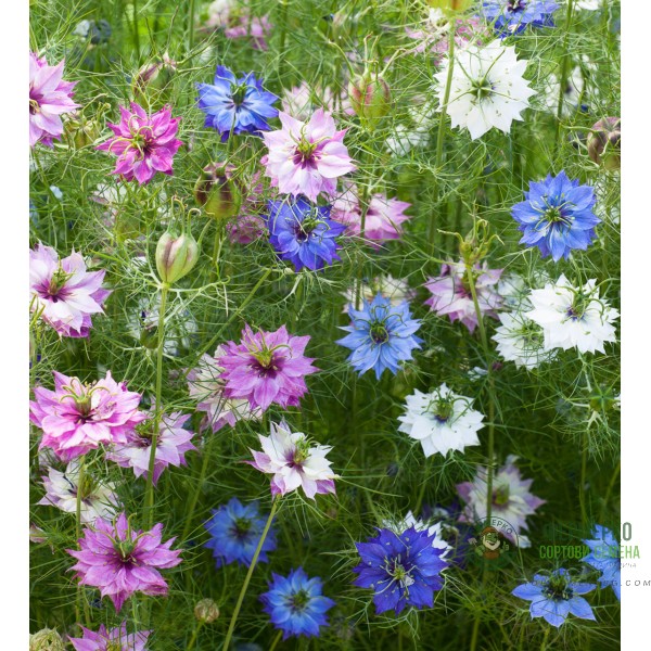 Нигела микс nigella damascena