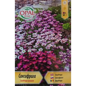 Саксифрага Saxifraga arendsii