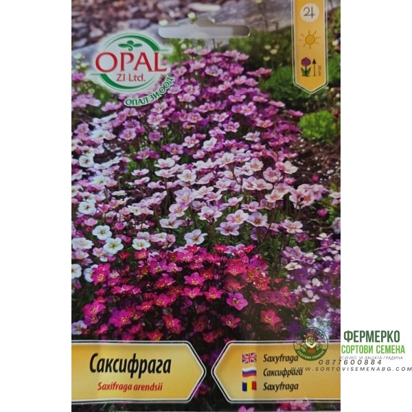 Саксифрага Saxifraga arendsii