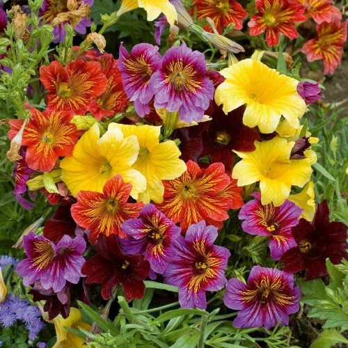 Салпиглосис микс / Salpiglossis sinuata