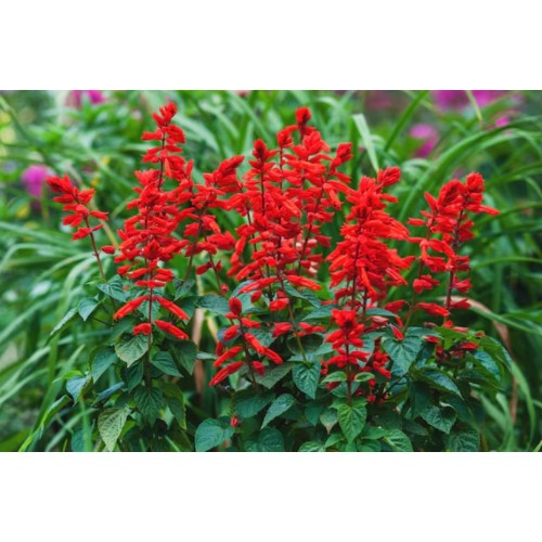 Салвия (Пламък) / Salvia splendens