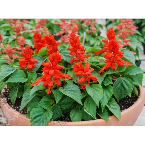 Салвия (Пламък) / Salvia splendens