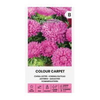 Астри Циклама Цветен килим Callistephus chinensis L Ness Colour Carpet