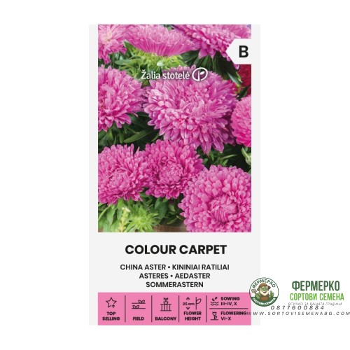 Астри Циклама Цветен килим Callistephus chinensis L Ness Colour Carpet