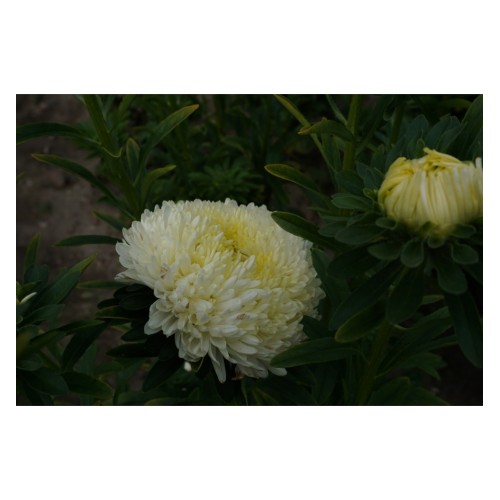 Астри Паеони Жълти / Callistephus chinensis (L) Ness