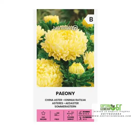 Астри Паеони Жълти / Callistephus chinensis (L) Ness Астри Паеони Жълти / Callistephus chinensis (L) Ness