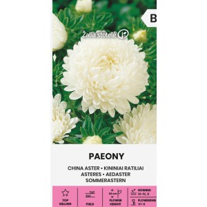 Астри Бели Паеони Callistephus chinensis (L.) Ness Paeony white