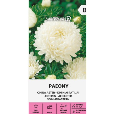 Астри Бели Паеони Callistephus chinensis (L.) Ness Paeony white