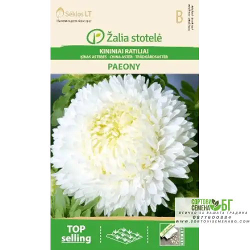 Астри Бели Паеони / Callistephus chinensis (L.) Ness Астри Бели Паеони / Callistephus chinensis (L.) Ness
