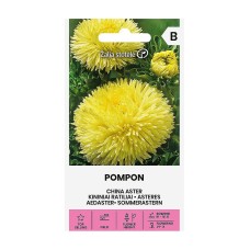 Астри Жълт Помпон Callistephus chinensis (L.) Ness