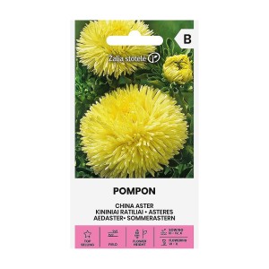 Астри  Жълт Помпон / Callistephus chinensis (L.) Ness