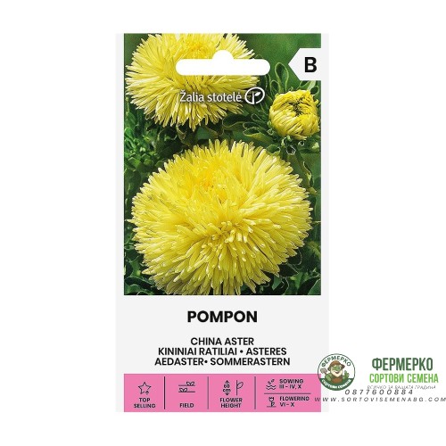 Астри  Жълт Помпон / Callistephus chinensis (L.) Ness