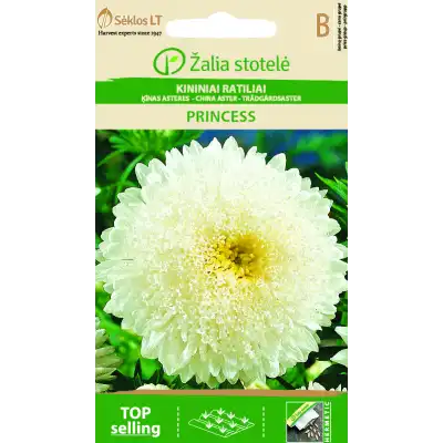 Астри Бяла Принцеса / Callistephus chinensis (L.) Ness