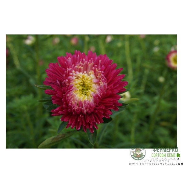 Астри Розова Принцеса Callistephus chinensis L Ness Princess