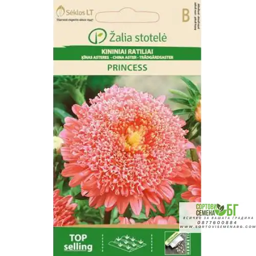 Астри Розова Принцеса / Callistephus chinensis (L.) Ness Астри Розова Принцеса / Callistephus chinensis (L.) Ness