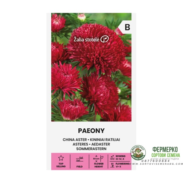 Астри Червени Паеони Callistephus chinensis L Ness Paeony