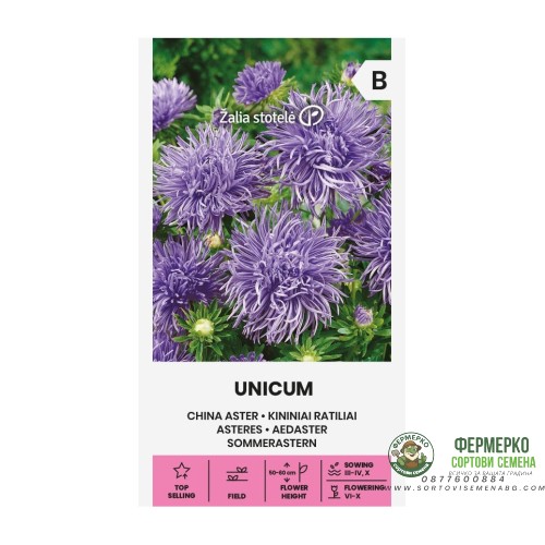 Астри Лилави Игловидни Уникум Callistephus chinensis L Ness Unicum