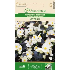 Бегония Вечноцъфтящата Остас F1 Begonia semperflorens hort.