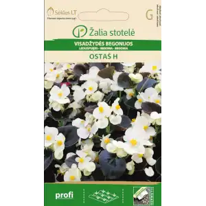 Бегония Вечноцъфтящата Остас F1 / Begonia semperflorens hort.