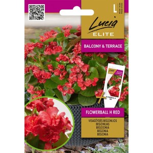 Бегония Червена Flowerball F1 / Begonia semperflorens hort