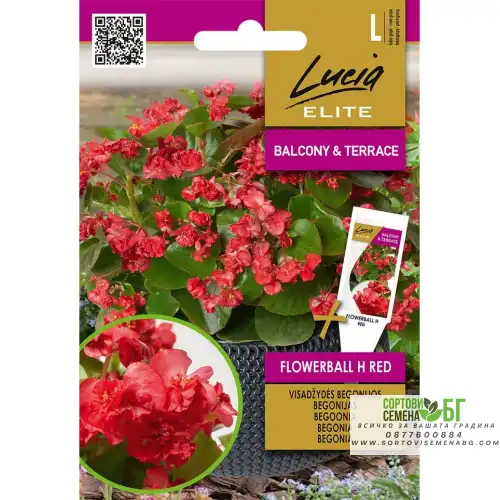 Бегония Червена Flowerball F1 / Begonia semperflorens hort Бегония Червена Flowerball F1 / Begonia semperflorens hort