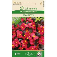 Бегония Брумов F1 Begonia semperflorens hort.